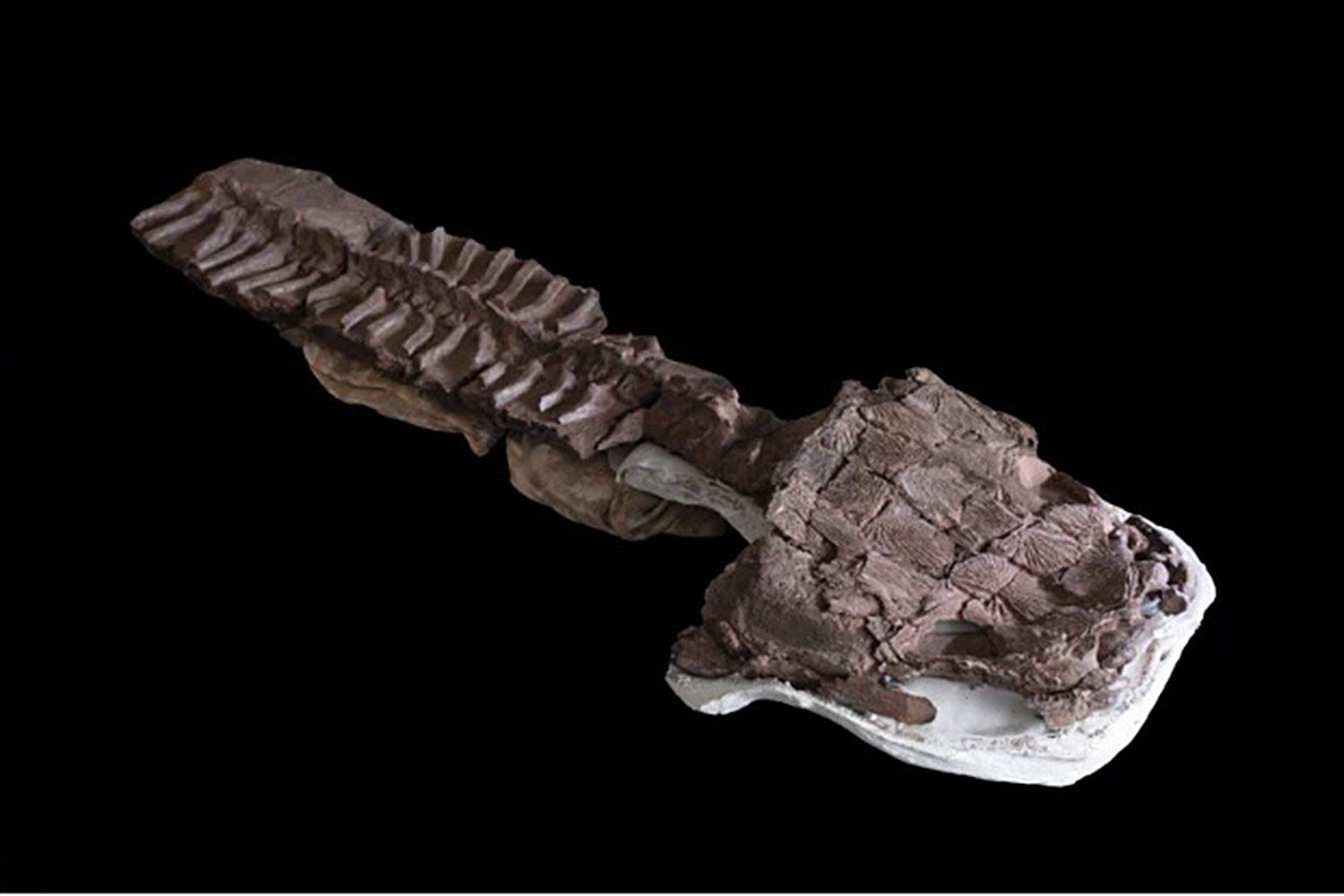 Skeleton, including the skull and backbone, of Gaiasia jennyae. Credit: C. Marsicano.