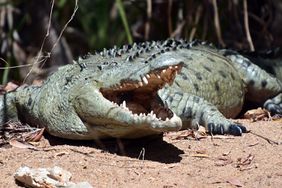 crocodile northern territory australia file image