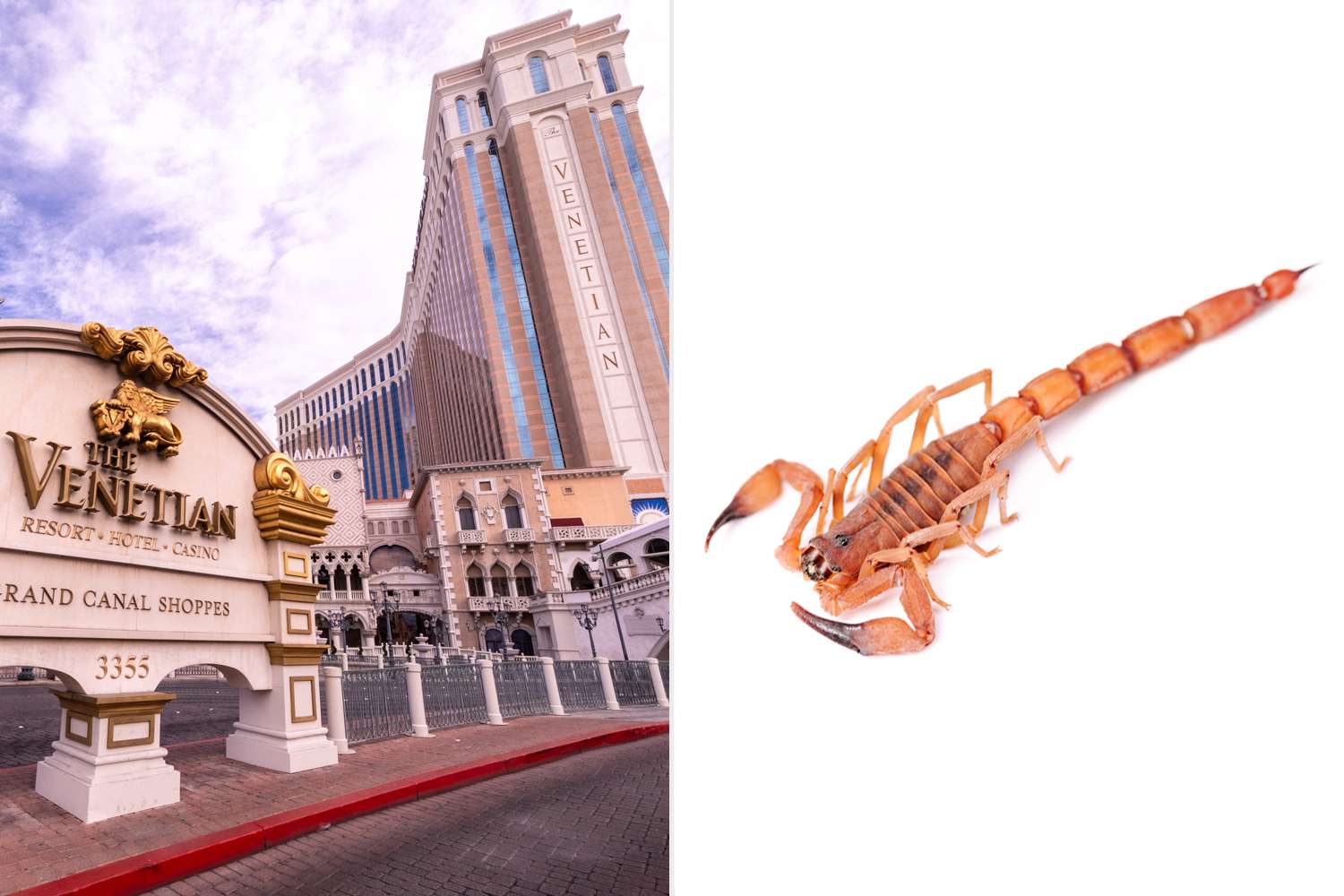 The Venetian Hotel and Casino Las Vegas; Scorpion