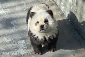 Panda dogs at china zoo