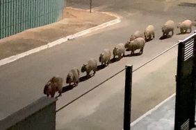 Capybara Parade
