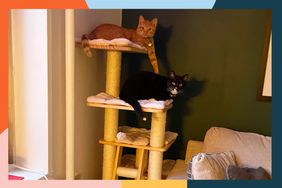 An orange and a black cat sitting in a cat tree