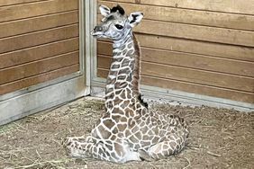 Baby Giraffe Born at Kansas City Zoo & Aquarium: 'Welcome to the Herd'