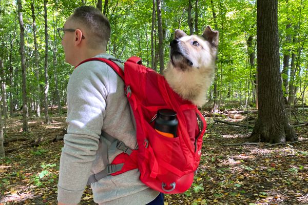 Person walking on a wooded trail with dog in a Kurgo G-Train Dog Carrier Backpack