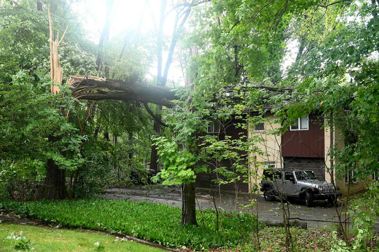 A downed tree lays on the roof of a home on Hubbard Street after a tornado swept through the area in Livonia, Mich., Wednesday, June 5, 2024