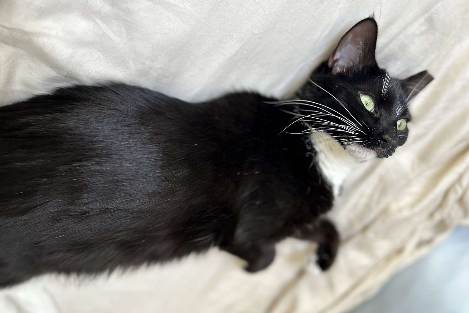 A black cat laying down on cloth after the owner used waterless cat shampoo on the cat