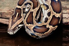 Head of a Burmese Python