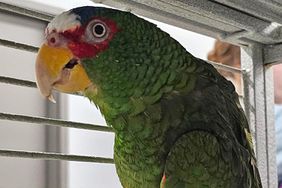 Cursing Parrot surrendered and up for adoption at the Niagara SPCA