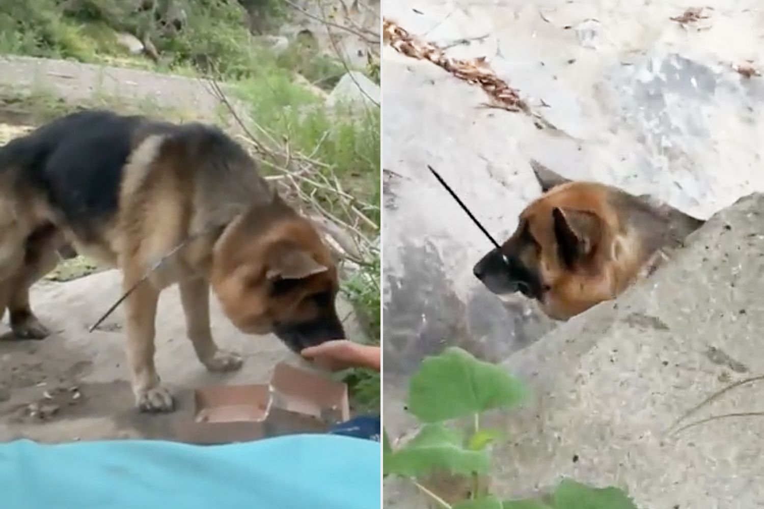 Zip-Tied German Shepherd Abandoned in Malibu Canyon