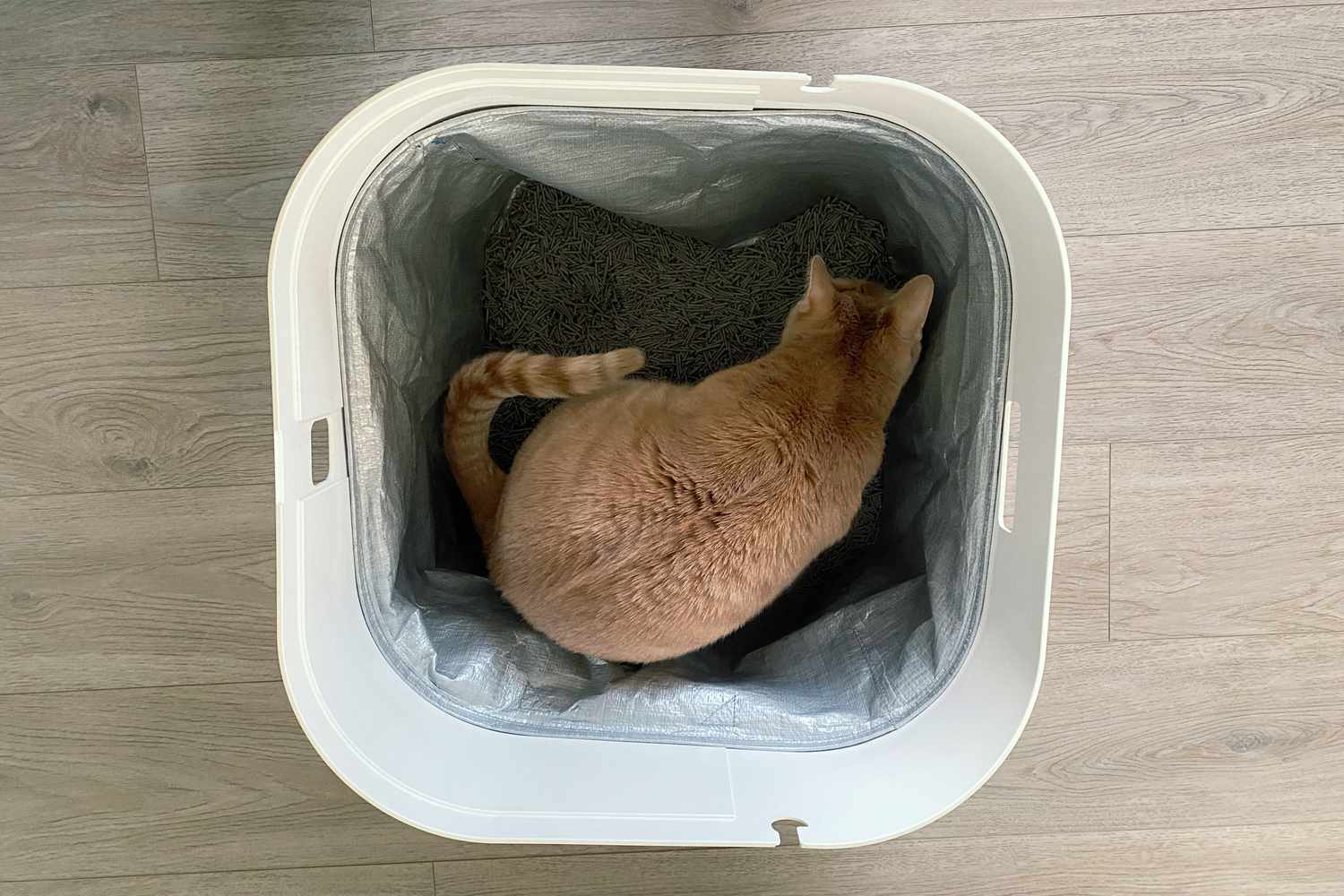 Cat inside a litter box filled with Tuft and Paw Really Great Cat Litter