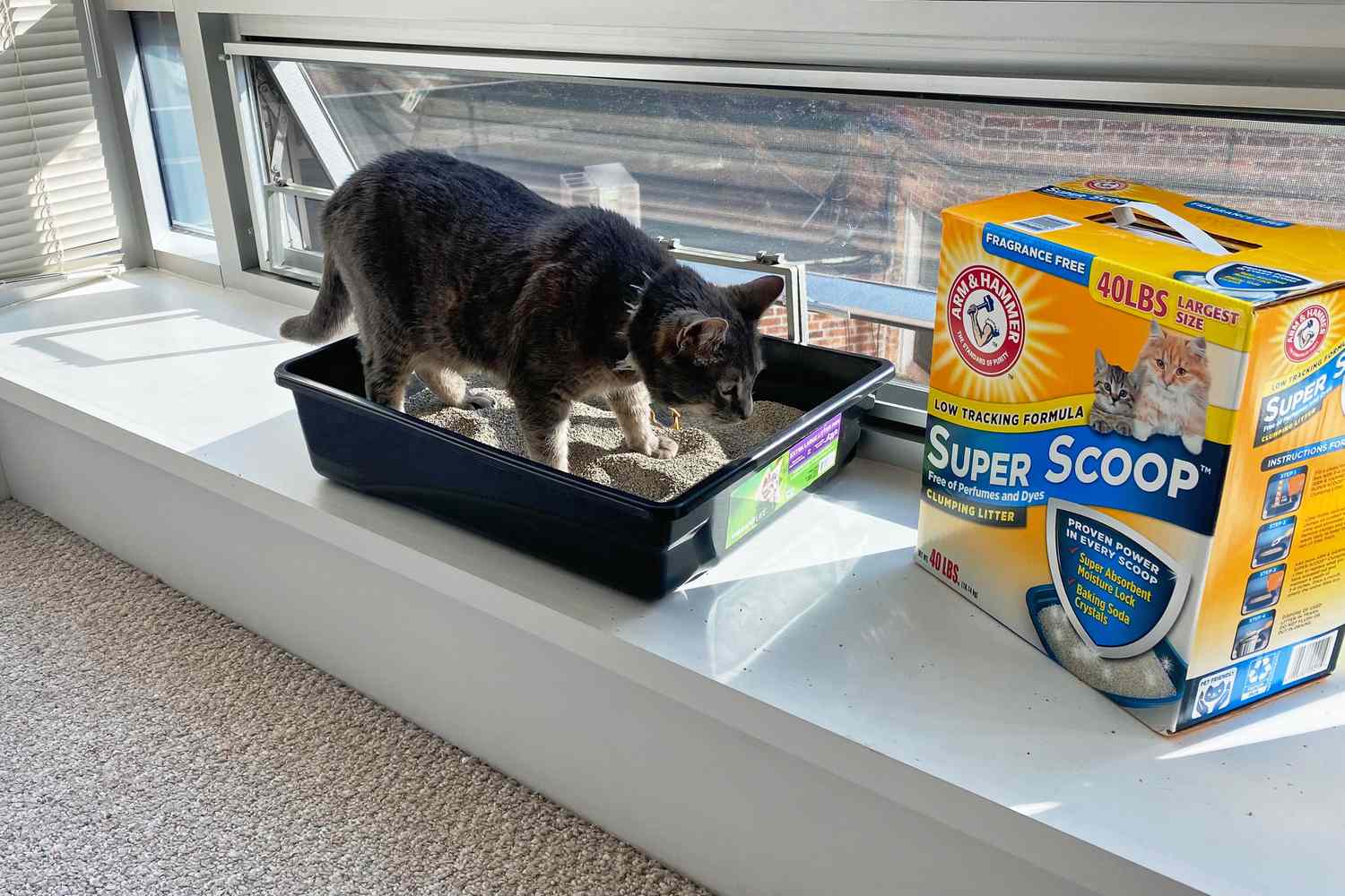 cat in litter box on windowsill next to box of Arm & Hammer Super Scoop Cat Litter