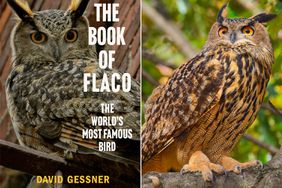 The Book of Flaco by David Gessner; Flaco the owl