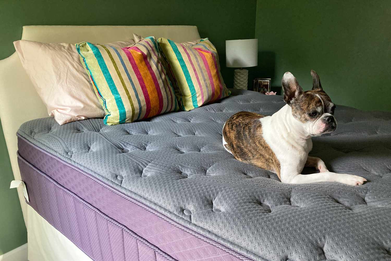 A dog sitting on the Purple RejuvenatePlus Mattress