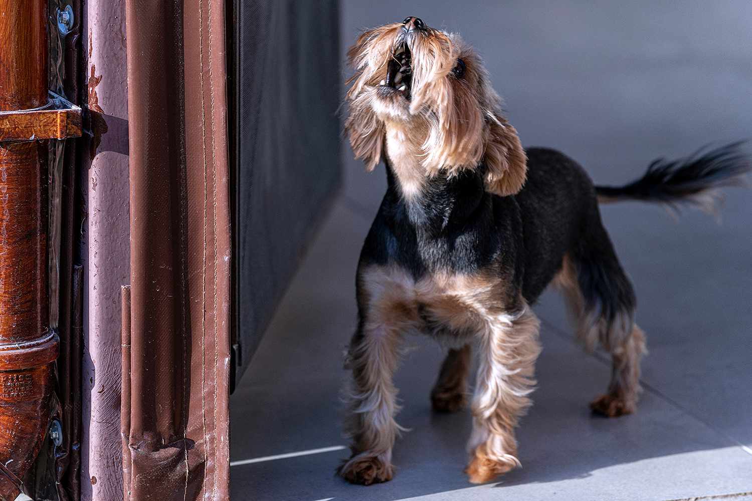 Yorkshire terrier dog barking out of the door.