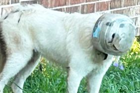 Texas dog with a bowl stuck on its head