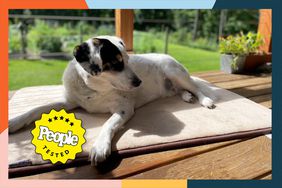 A dog laying on the Hugs Pet Products Chillz Cooling Mat For Dogs outside