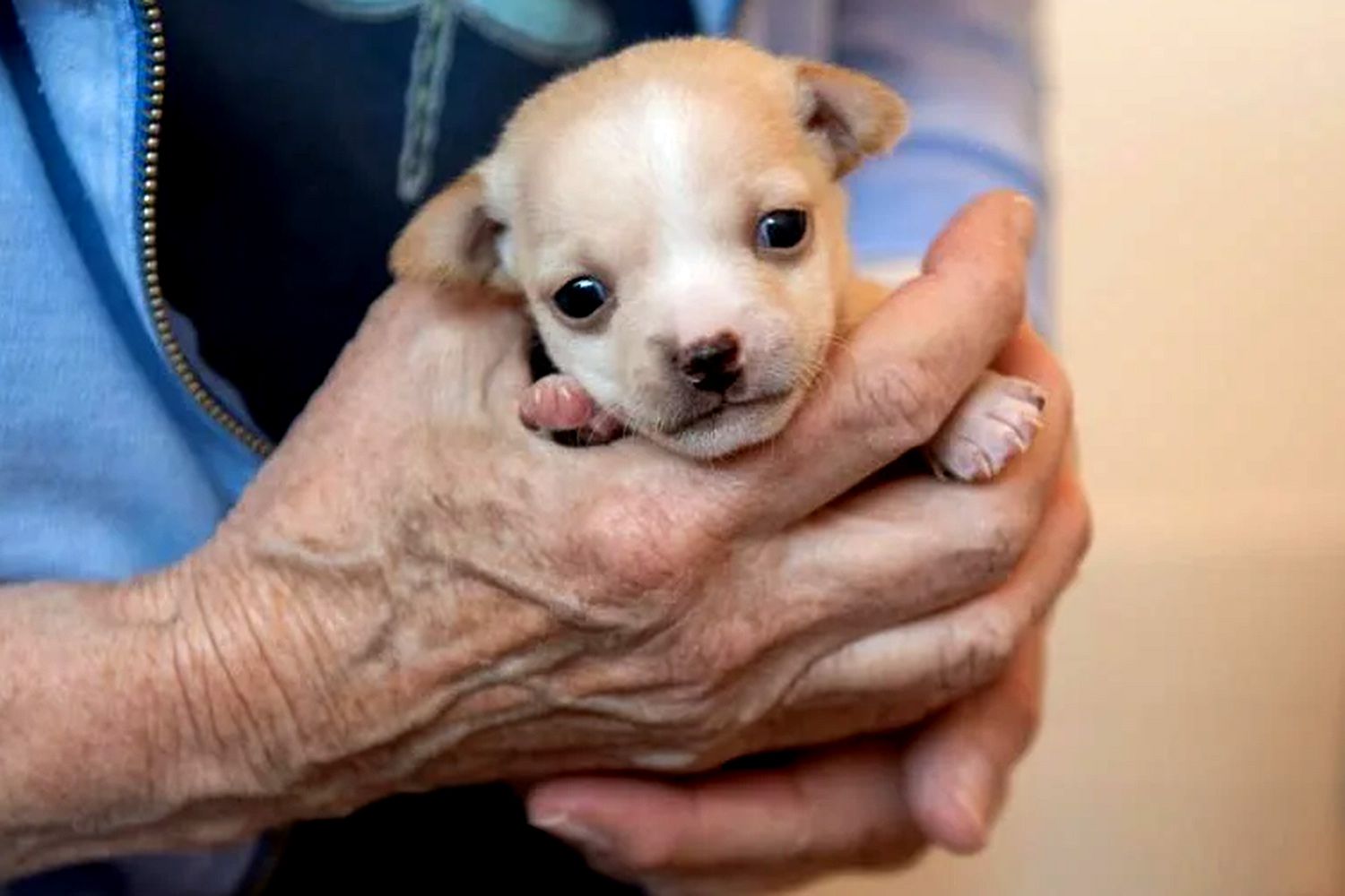 Baby Chihuahua on the Mend After Suffering Seizure Following Hoarding Rescue Mission.