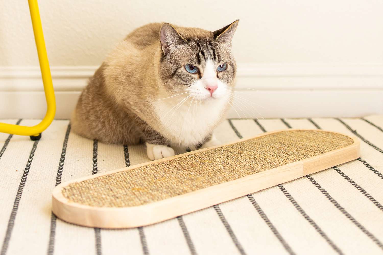 Cat sitting near the 7 Ruby Road Mounted Cat Scratching Post