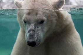 Calgary Zoo Confirms Polar Bear Death Was Tragic Accident During Rough Play