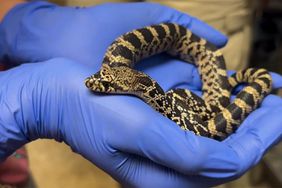 Rarest Snake' in the U.S. Hatches at Tennessee Zoo