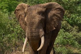 African Elephant, South Luangwa National Park, Zambia