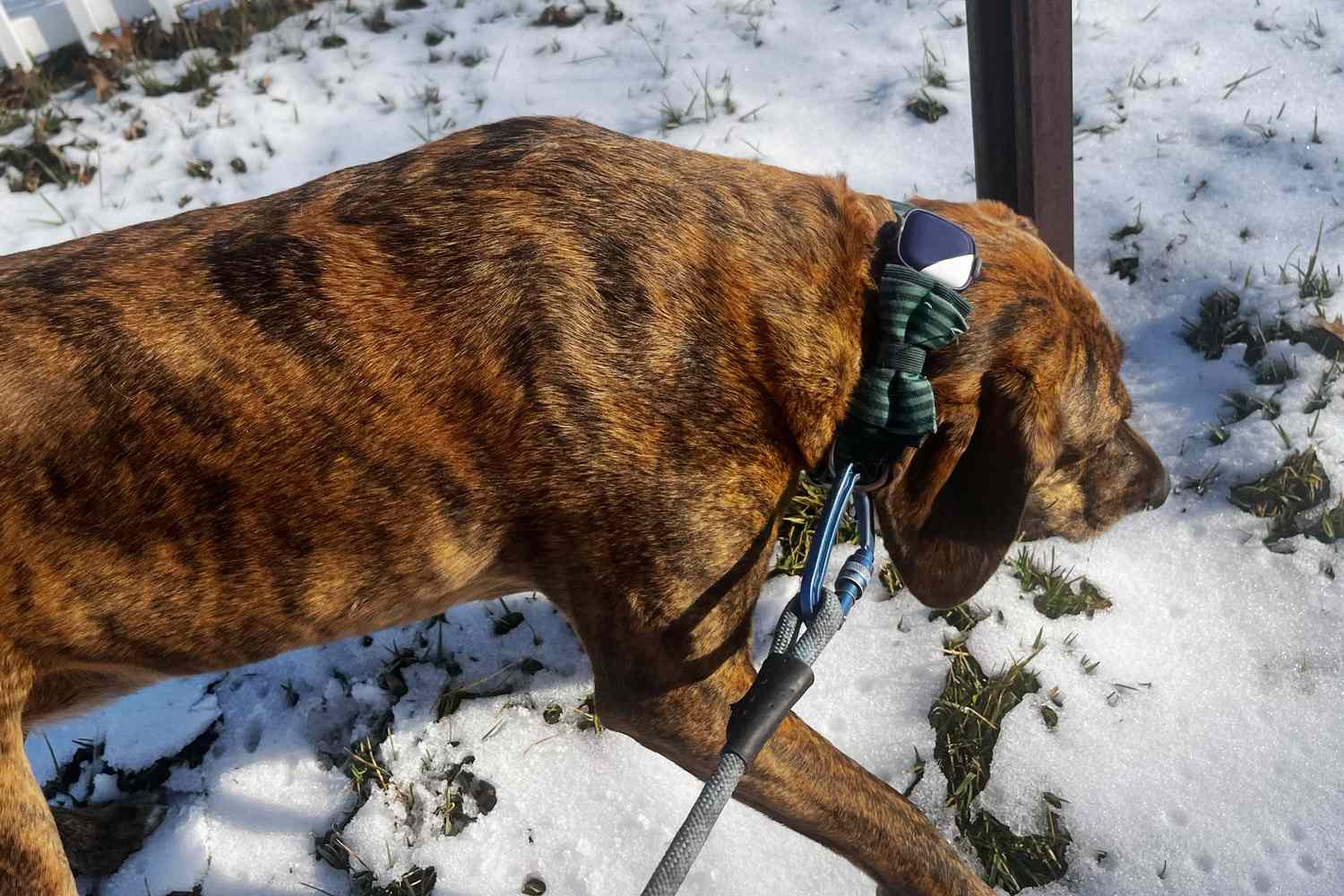 dog wearing the Petfon Petfon2 Smart Tracker in snow