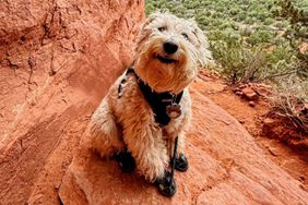 Lucas the hiking dog