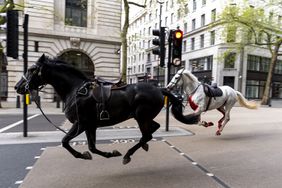 Two horses on the loose bolt through the streets of London near Aldwych. 