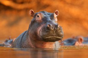 Hippo