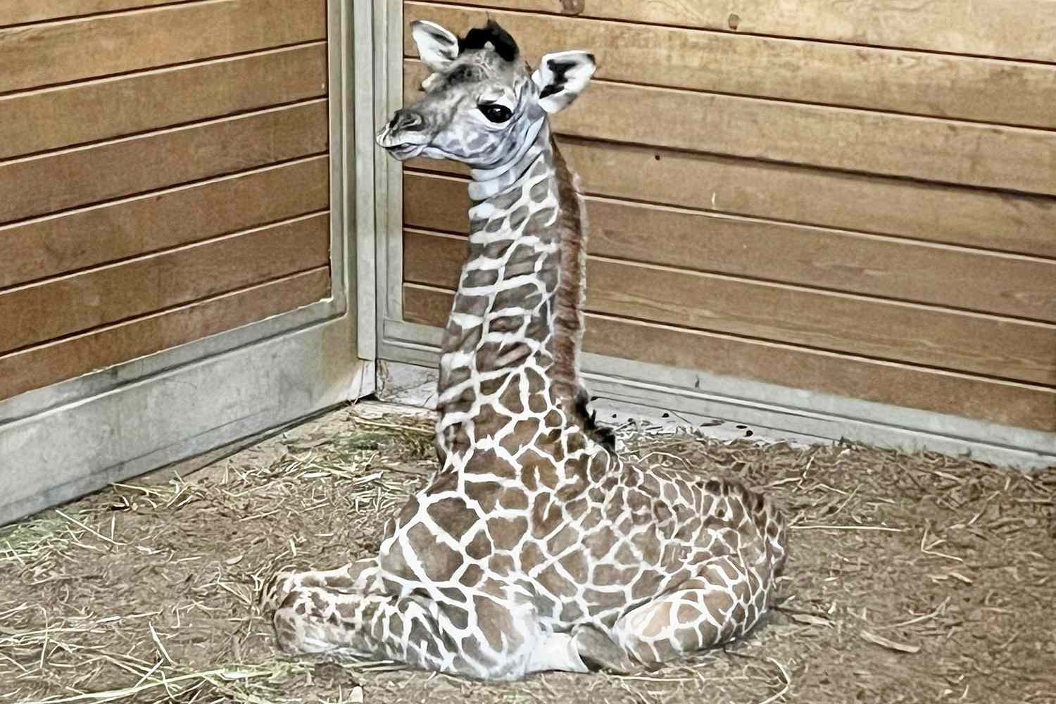 Baby Giraffe Born at Kansas City Zoo & Aquarium: 'Welcome to the Herd'