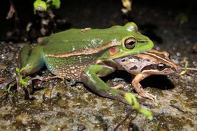 Adult green and golden bell frog female consuming other frog species on Kooragang Island, north of Sydney, Australia. 