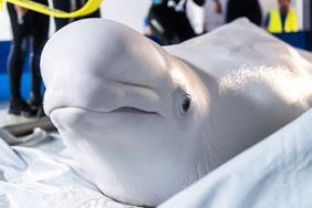 Beluga whales rescued from Ukrainian aquarium evacuated to Spain