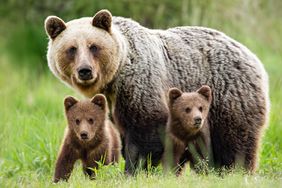 Protective female brown bear