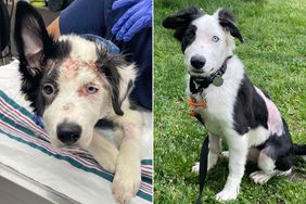 Puppy, Niko, Survives Abuse and Finds Loving Home Where He Transforms