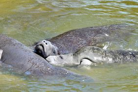 Manatees gathered together in a lagoon