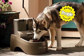 PetSafe Water Fountain CPC Review