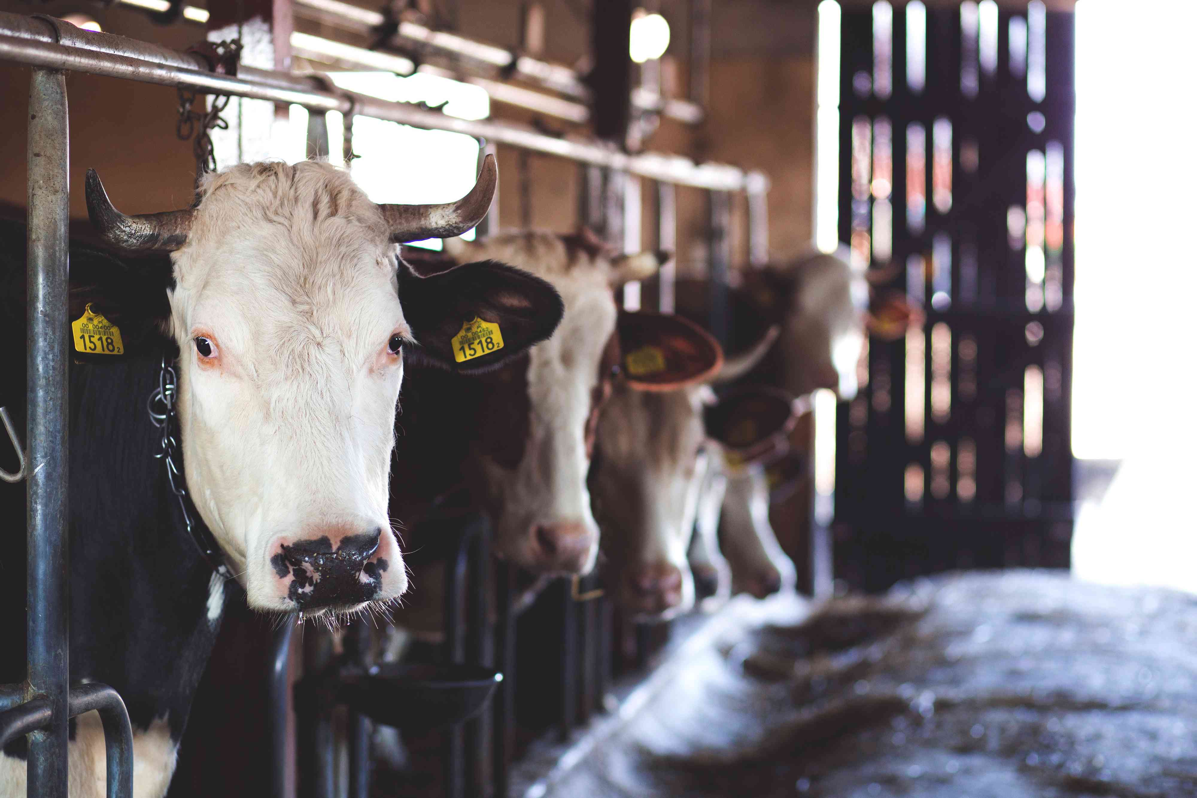 Cow at a commercial cattle farm.