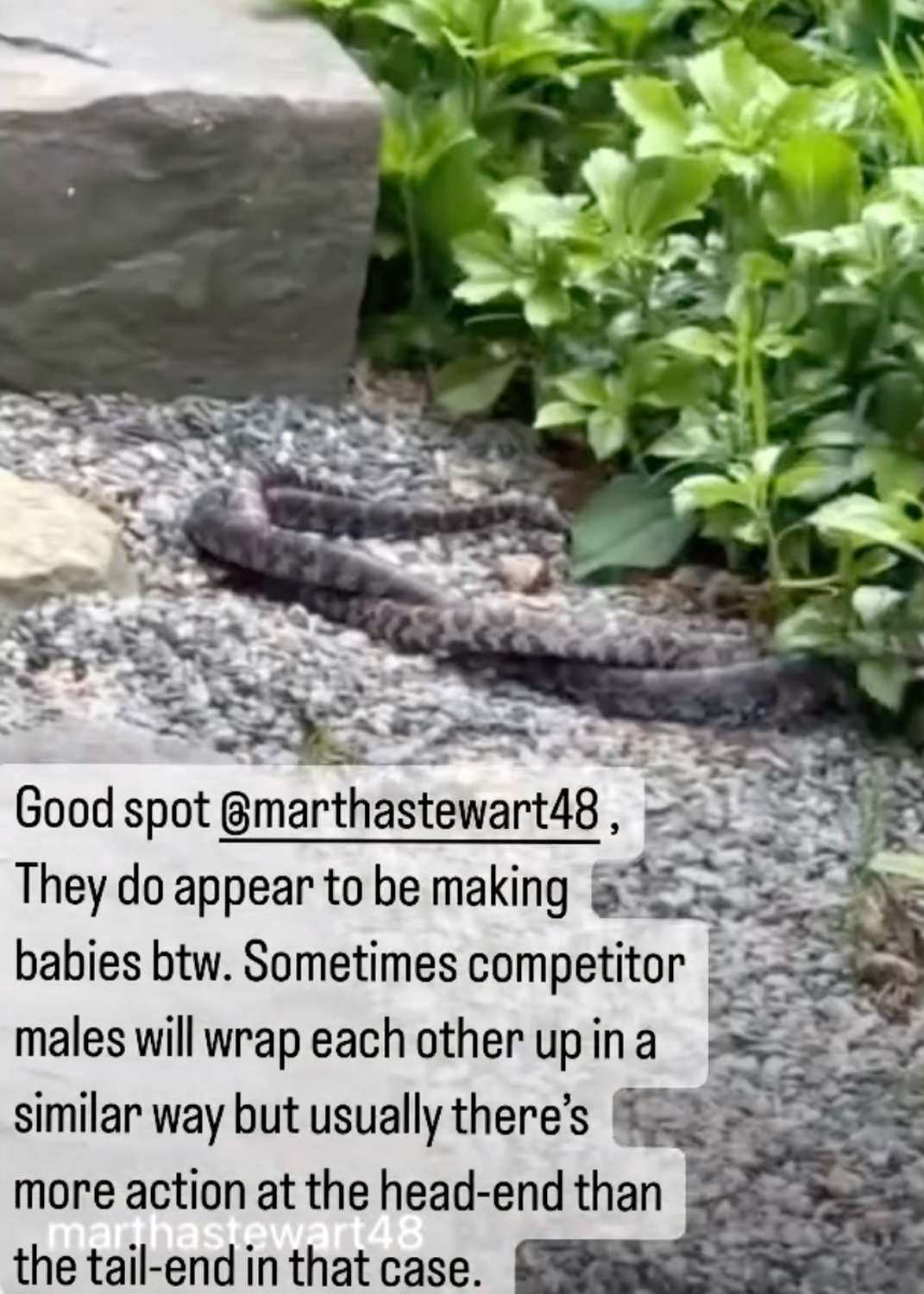 Martha Stewart Shares Video of Snakes Acting strangely