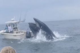 humpback whale breaches - boat capsizes