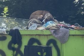 Abandoned dog rescue from dumpster