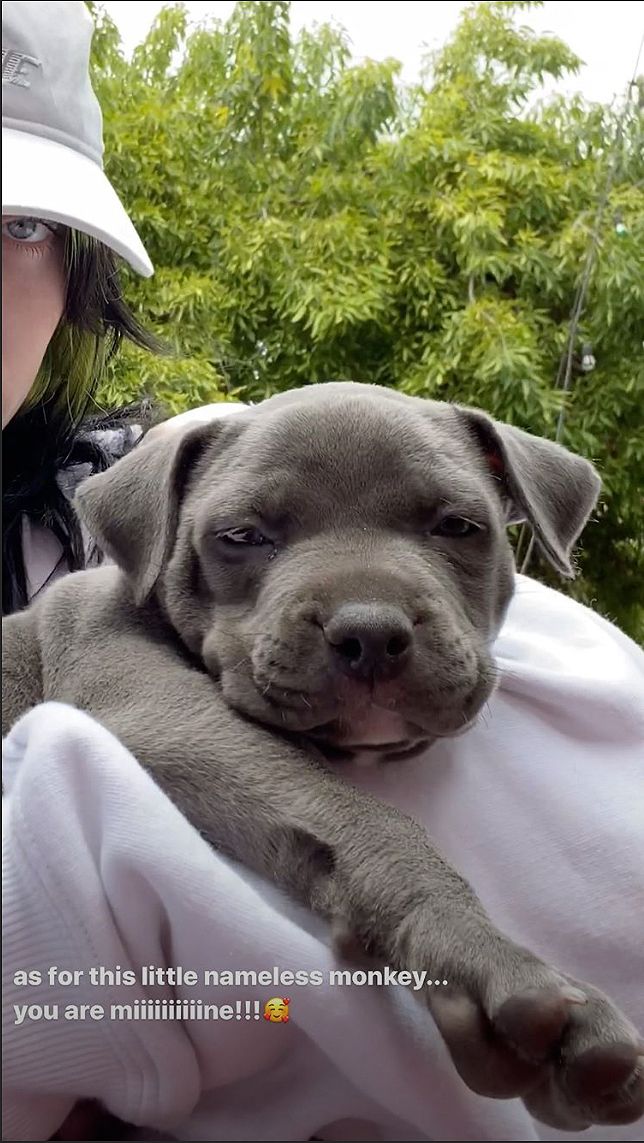 Billie Eilish Adopts Puppy She Was Fostering During Quarantine