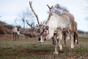 Reindeer rental