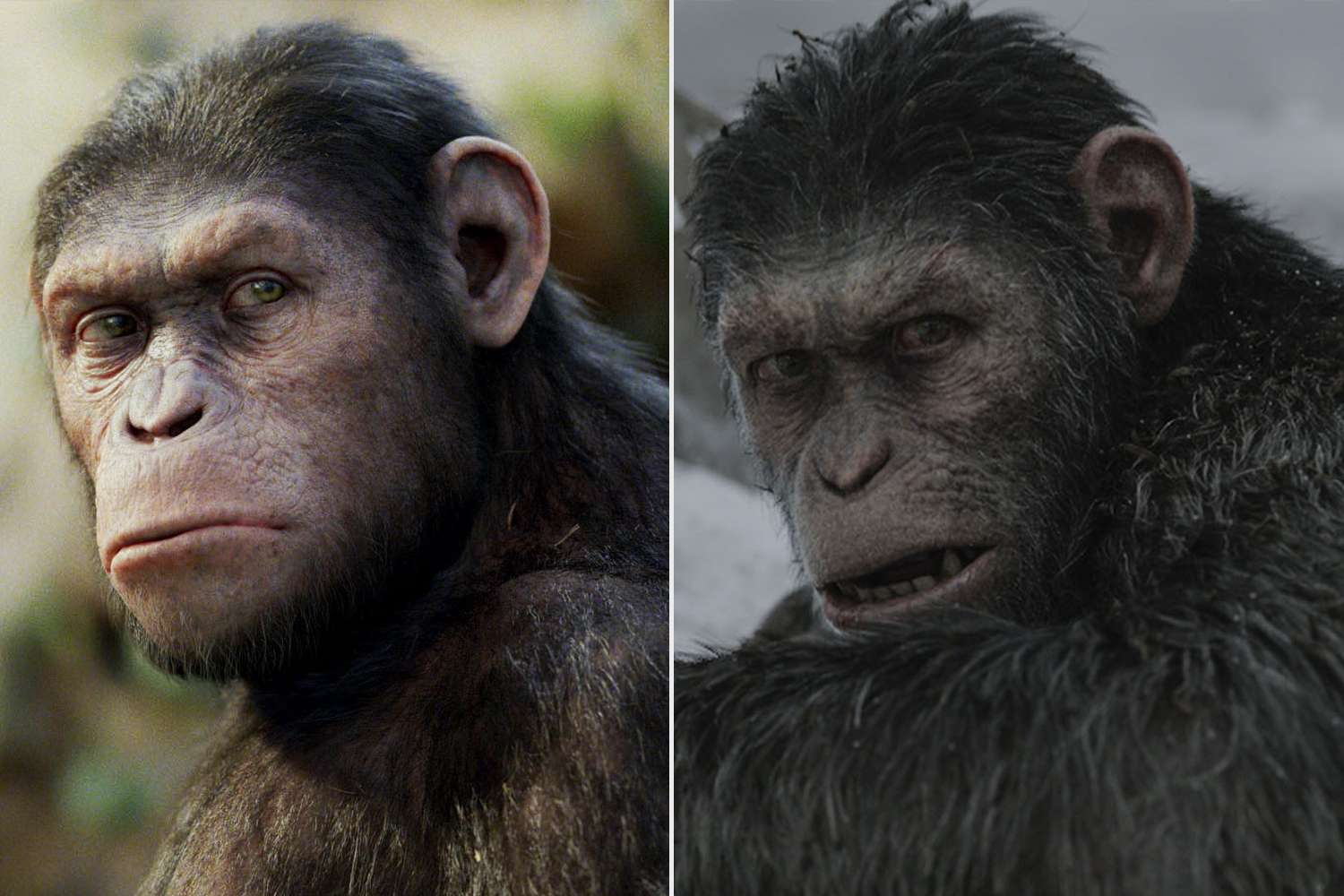 Rise of the Planet of the Apes and War for the Planet of the Apes