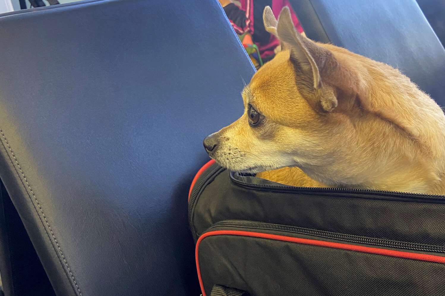 dog pokes head out of Petsfit Expandable Pet Carrier