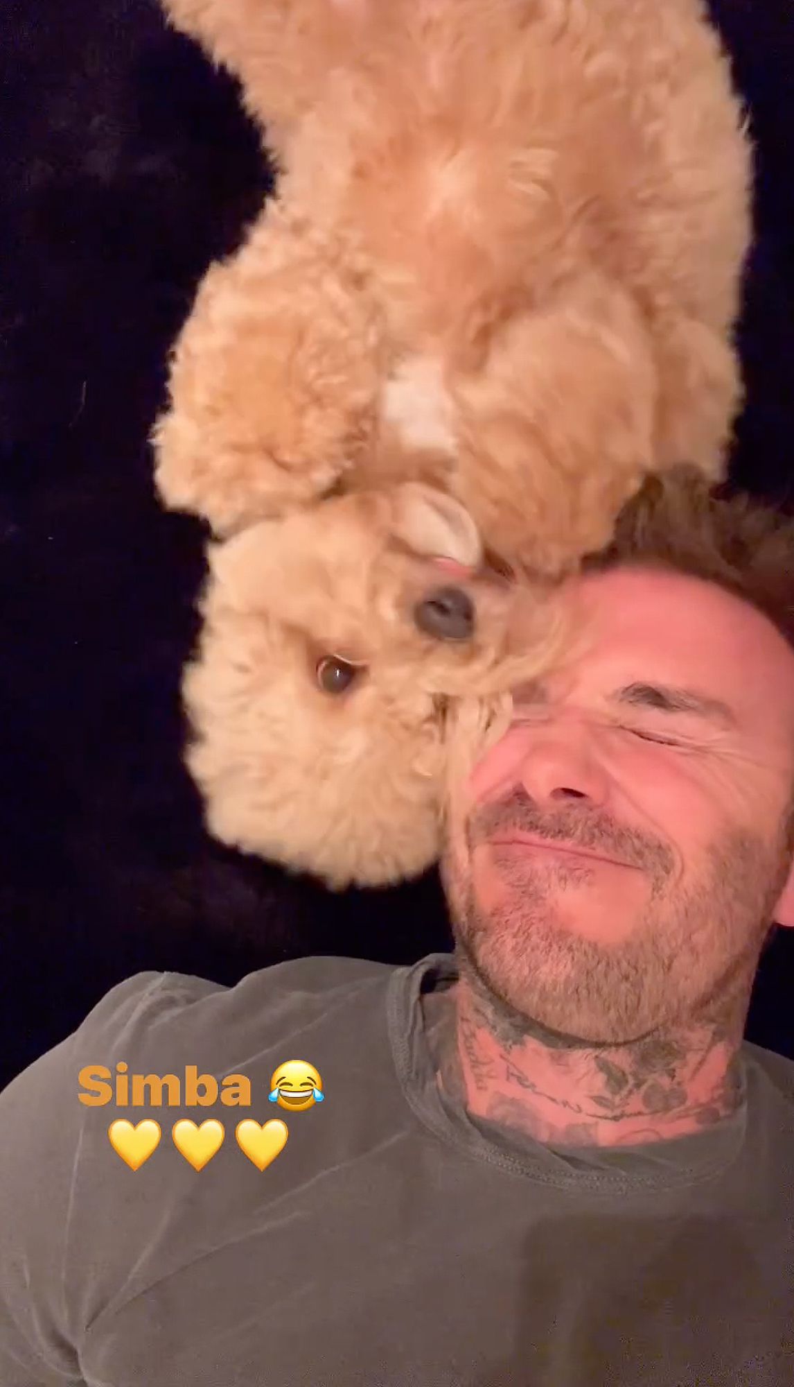 David Beckham Snuggles Up to His Dog Simba in Cute Videos