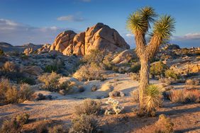 STOCK Jumbo Rocks and Joshua Tree (Yucca brevifolia), Joshua Tree National Park, California.