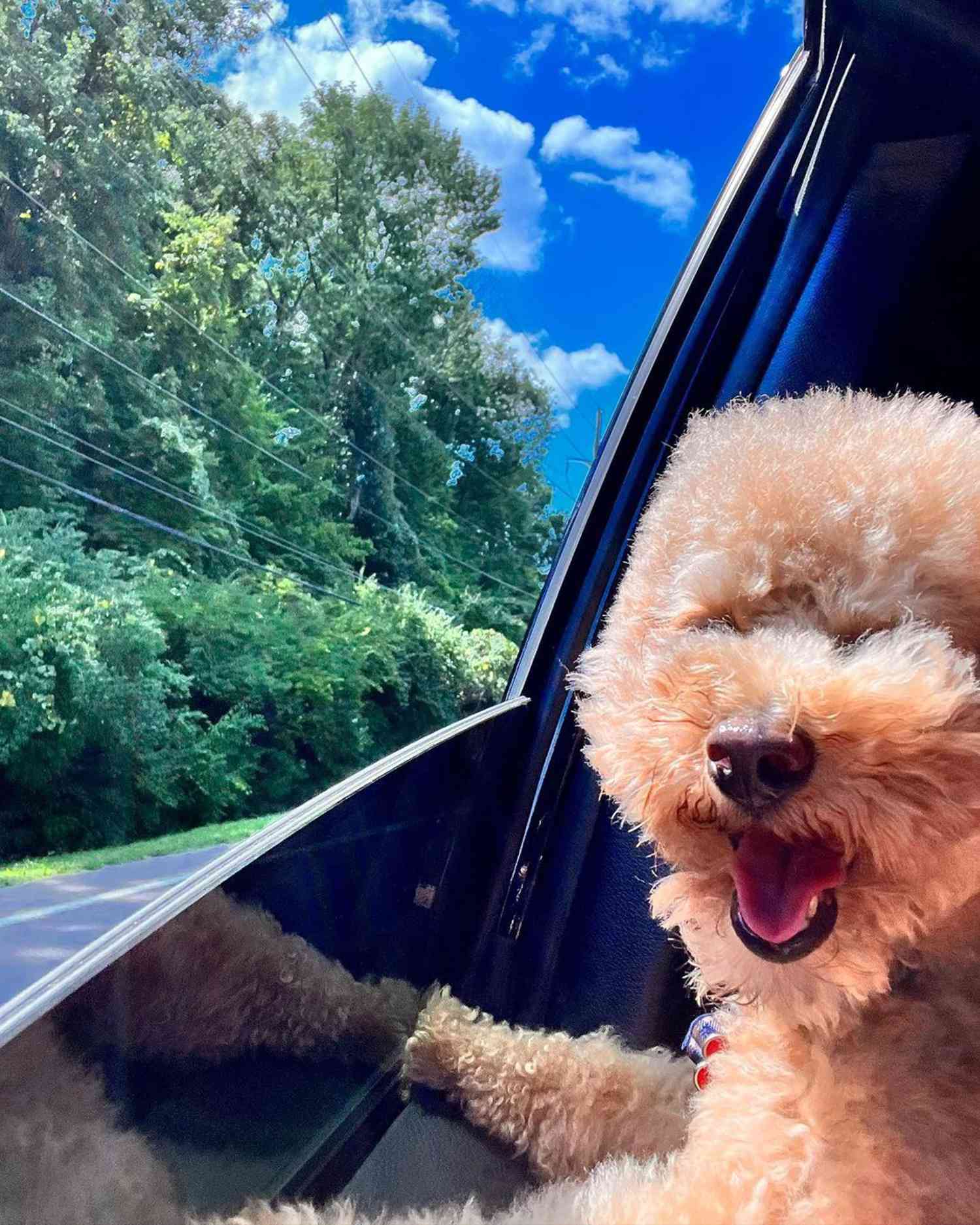 Nicole Kidman Posts Adorable Photos of Pet Poodle 'Driving' Her Car