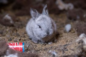 The Humane Society of the United States is assisting in the rescue of over 100 rabbits from the home of an overwhelmed caregiver in Chattanooga on Aug. 20, 2024.