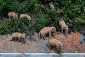 Wild Elephant Migrating