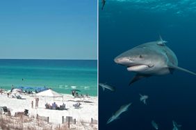 Dune Allen Beach, Florida, where there was a shark attack